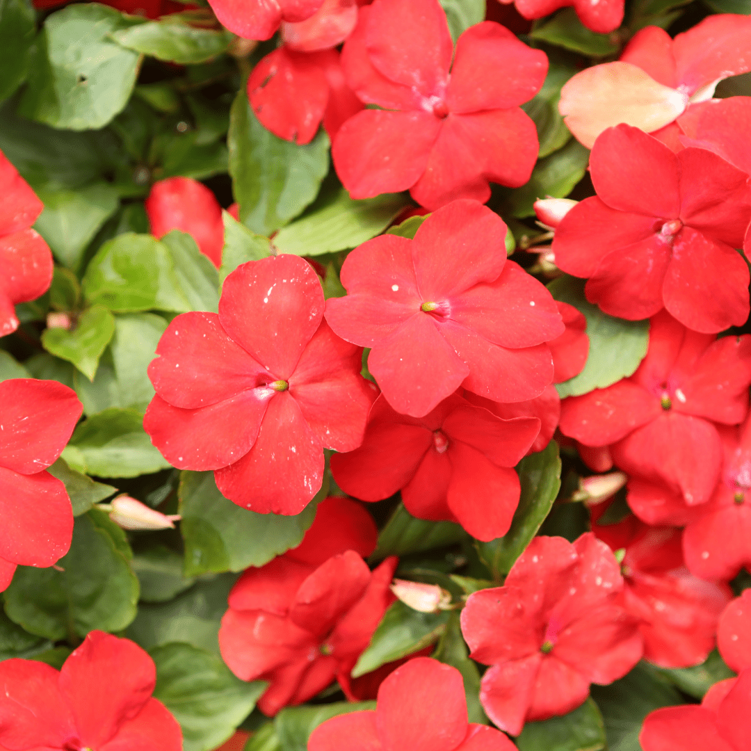 Impatiens Baby Scarlet, Sow Easy - McKenzie Seeds