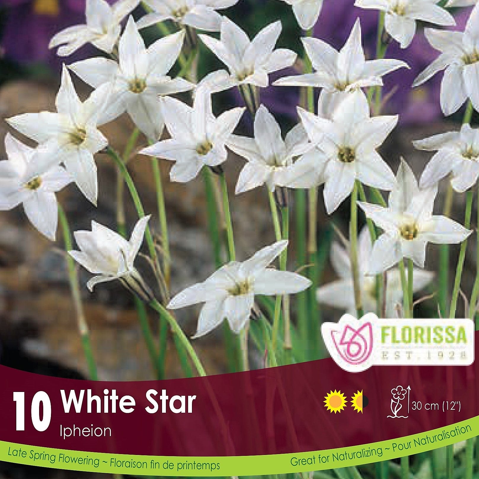 Ipheion White Star Tops 