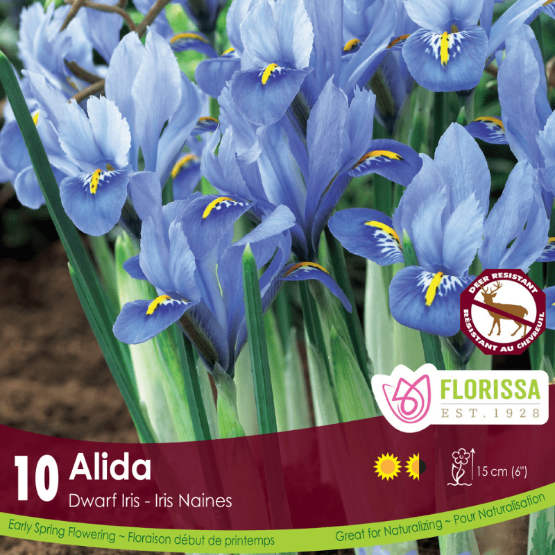 Iris - Alida, 10 Pack
