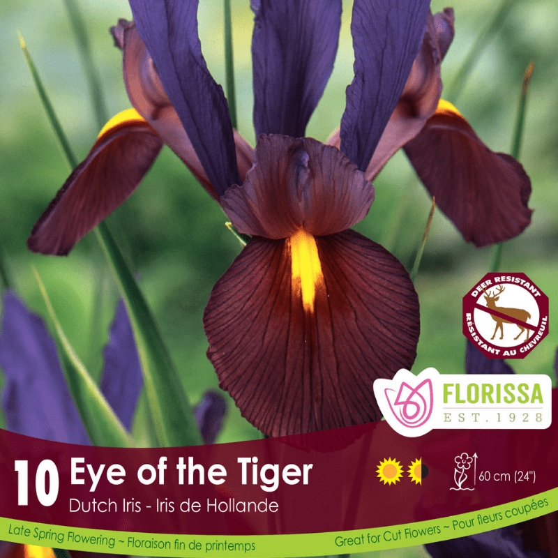 Iris Dutch Eye of the Tiger