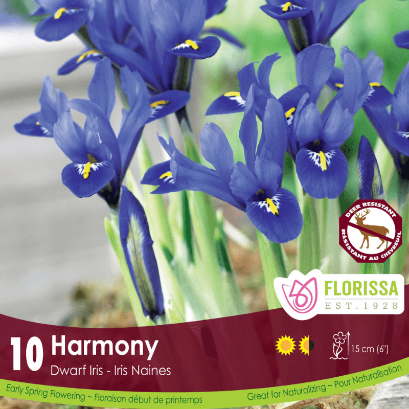 Iris Dwarf Harmony