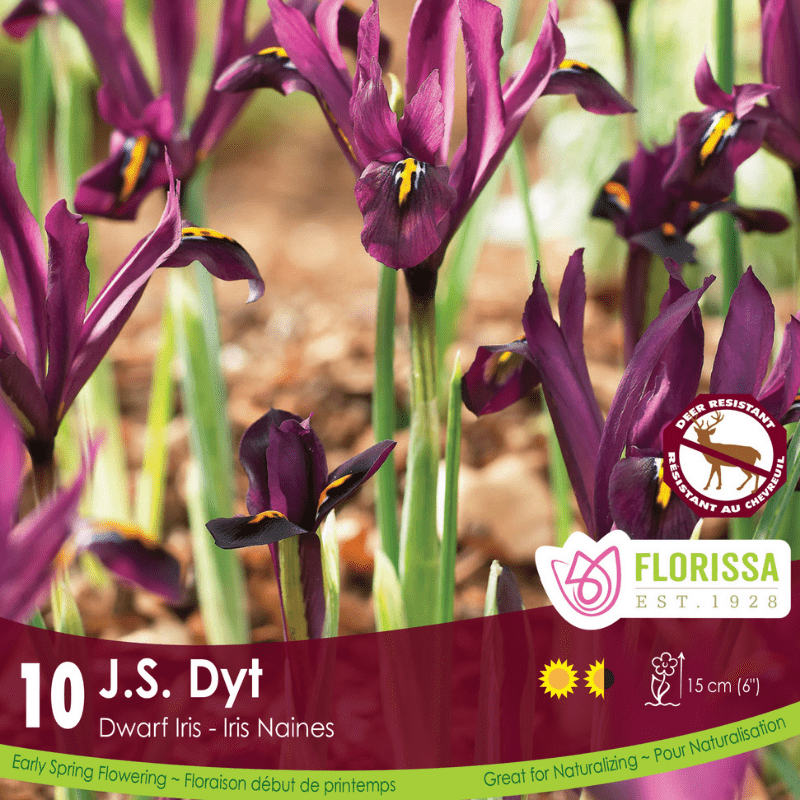 Iris Dwarf J.S. Dyt