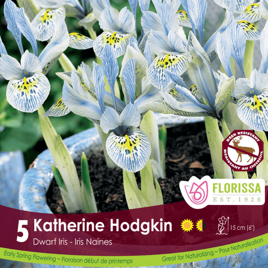 Iris - Katherine Hodgkin, 5 Pack