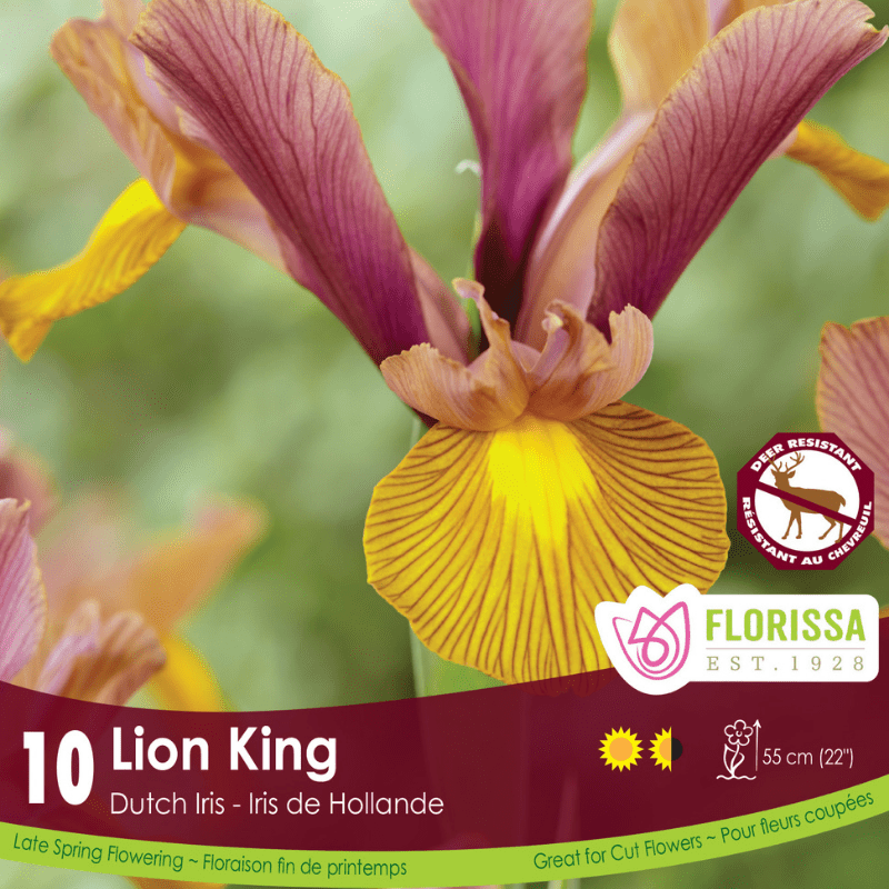 Iris - Lion King, 10 Pack