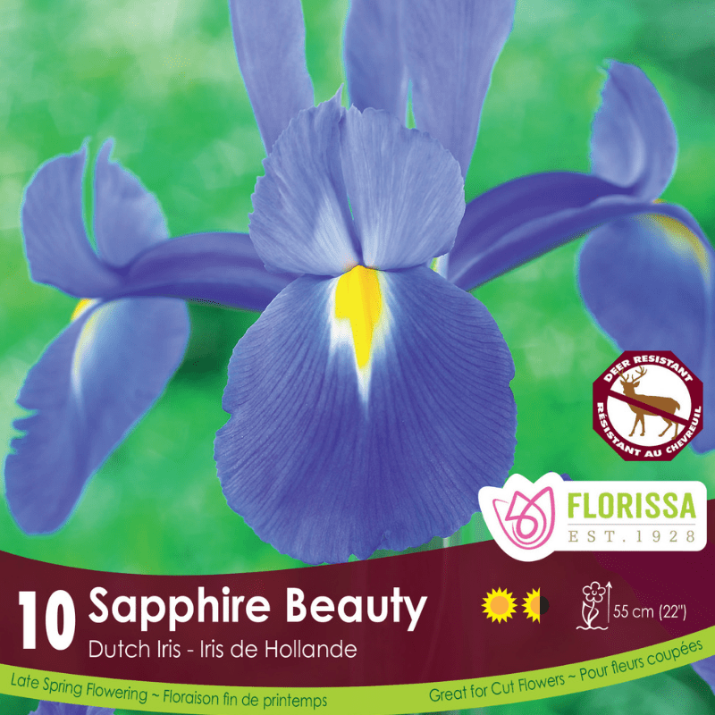 Iris - Sapphire Beauty