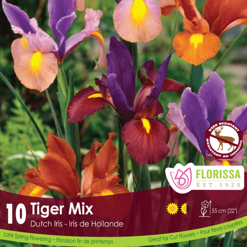 Iris - Tiger Mix, 10 Pack