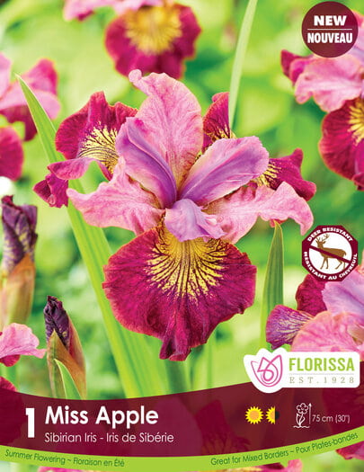 Iris Sibirica - Miss Apple, 1 Pack