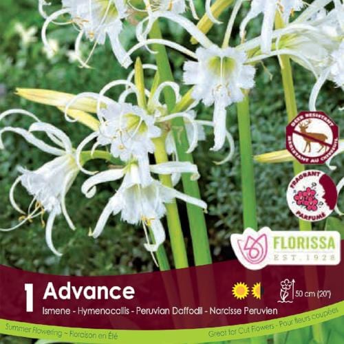 Ismene Advance White Spring Bulb