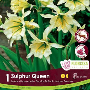 Ismene Sulphur Queen yellow spring bulb