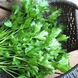 Italian Gigante Parsley - Renee's Garden Seeds