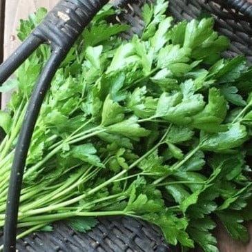 Italian Gigante Parsley - Renee's Garden Seeds