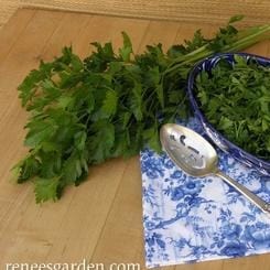 Italian Gigante Parsley - Renee's Garden Seeds