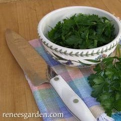 Italian Gigante Parsley - Renee's Garden Seeds