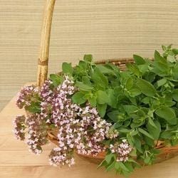Italian Oregano Heirloom - Renee's Garden Seeds