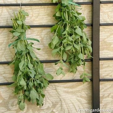 Italian Oregano Heirloom - Renee's Garden Seeds