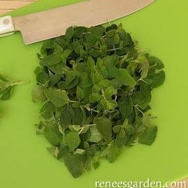Italian Oregano Heirloom - Renee's Garden Seeds