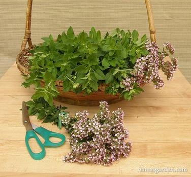 Italian Oregano Heirloom - Renee's Garden Seeds
