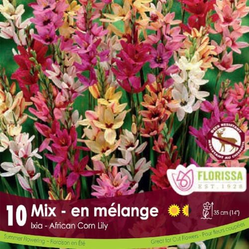 Ixia Hybrids Mixed pink, yellow, white spring bulb