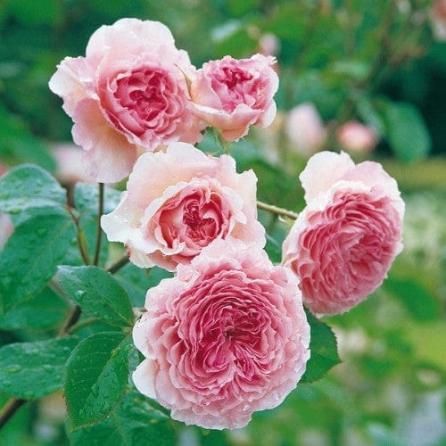 James Galway - David Austin Rose Grafted