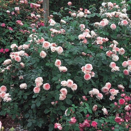 James Galway - David Austin Rose Grafted