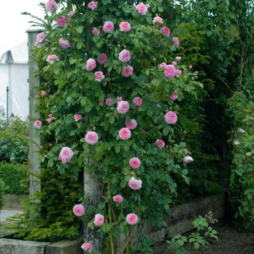 James Galway - David Austin Rose Grafted