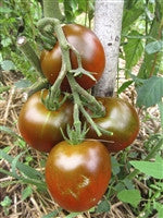 Tomato Japanese Black Trifele - Salt Spring Seeds