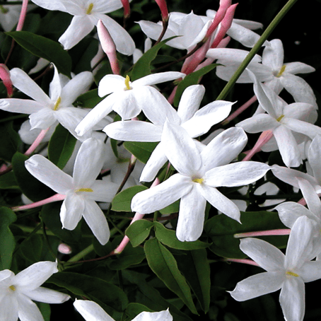 Jasmine Polyanthum