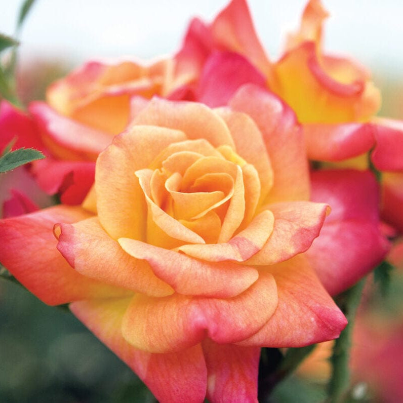 Joseph's Coat - Star Roses and Plants