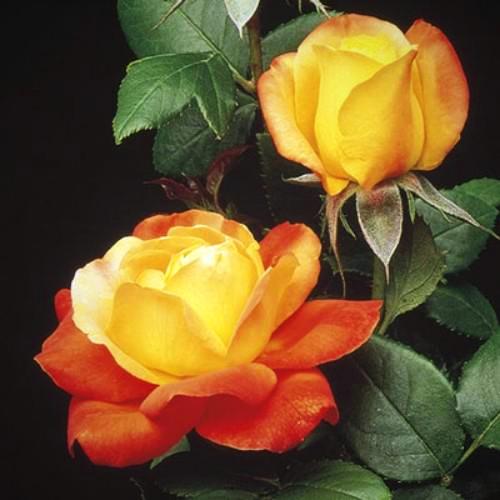 Judy Garland Floribunda | Weeks Rose – Wildwood Outdoor Living