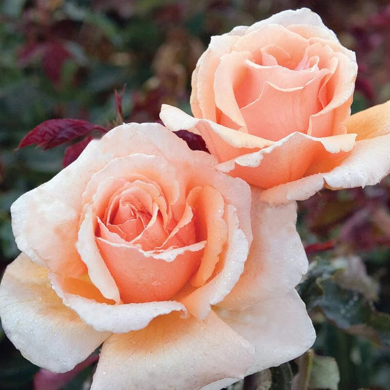 Just Joey - Star Roses and Plants
