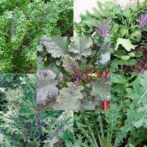 Kale 5 Mix Blend - Salt Spring Seeds