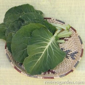 Kale Beira Portuguese - Renee's Garden Seeds