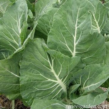 Kale Beira Portuguese - Renee's Garden Seeds