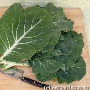 Kale Beira Portuguese - Renee's Garden Seeds