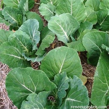 Kale Beira Portuguese - Renee's Garden Seeds