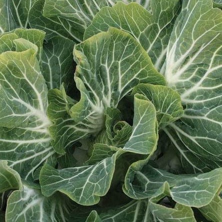 Kale Beira Trochuda - West Coast Seeds