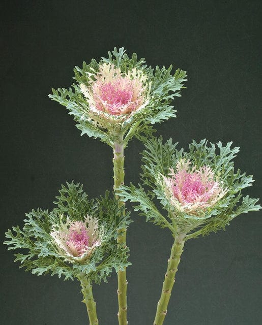 Kale Crane Feather King - West Coast Seeds