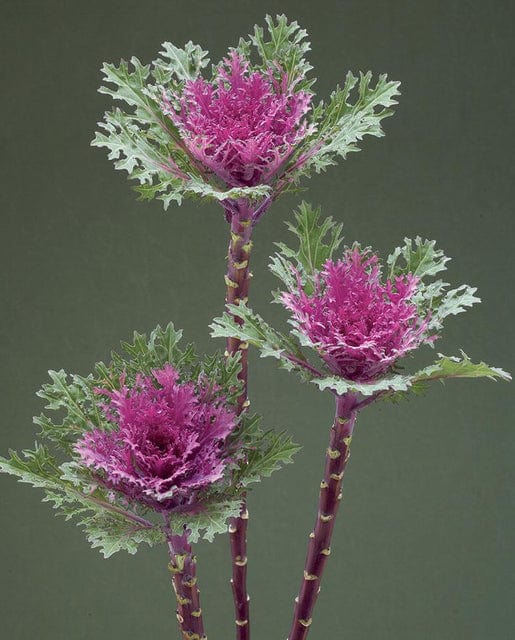 Kale Crane Feather Queen - West Coast Seeds