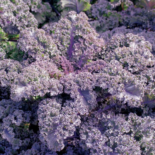 Kale Curly Scarlet - Mr. Fothergill`s Seeds