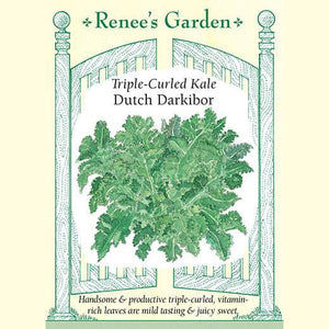 Kale Dutch Darkibor - Renee's Garden Seeds
