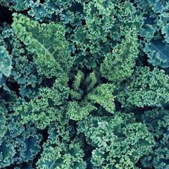 Kale Dwarf Blue Curled - Burpee Seeds