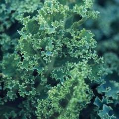 Kale Dwarf Blue Curled - Burpee Seeds