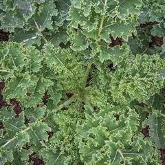 Kale Dwarf Blue Curled - Burpee Seeds