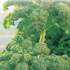 Kale Dwarf Green Curled - McKenzie Seeds