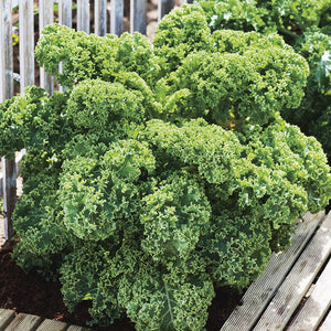 Kale Dwarf Green Curled - Mr. Fothergill's Seeds