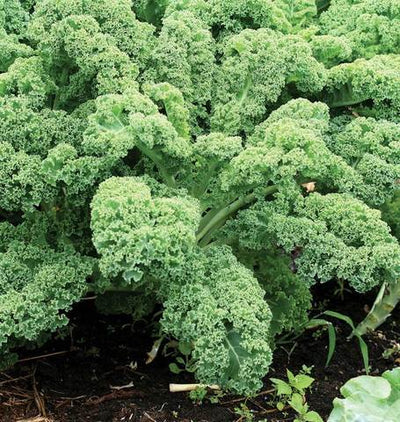 Kale Dwarf Green Curled - West Coast Seeds