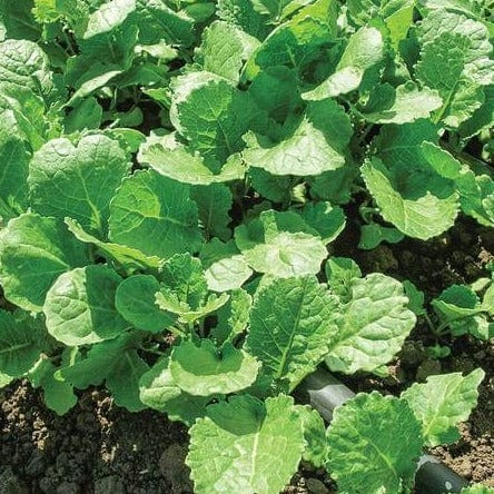 Kale Ethiopian - West Coast Seeds