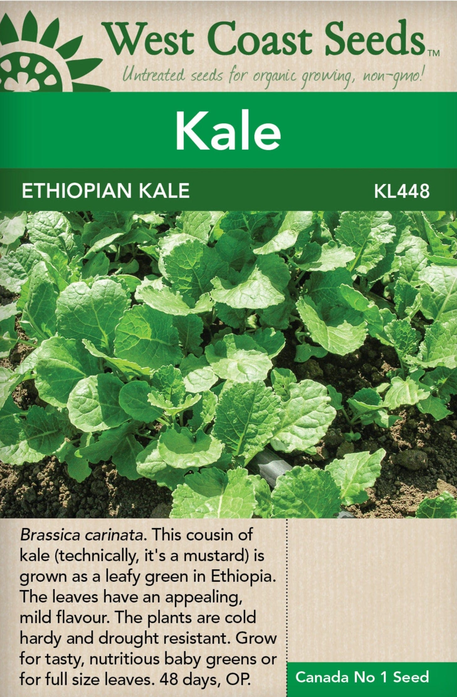 Kale Ethiopian - West Coast Seeds