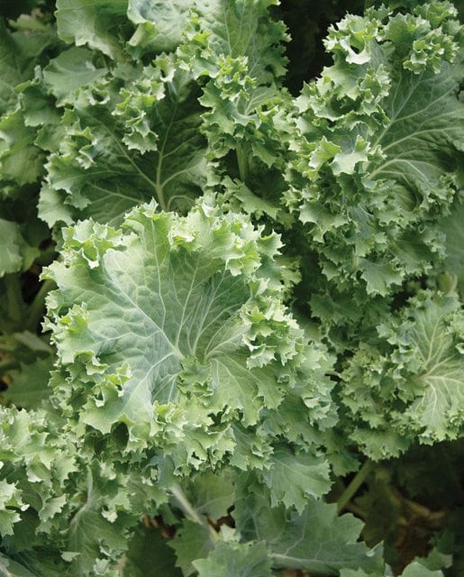 Kale Improved Siberian - West Coast Seeds