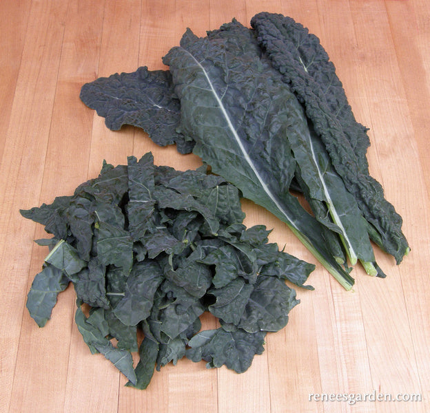 Organic Kale Lacinato "Dinosaur" - Renee's Garden